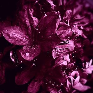 Meet your Posher, Ann